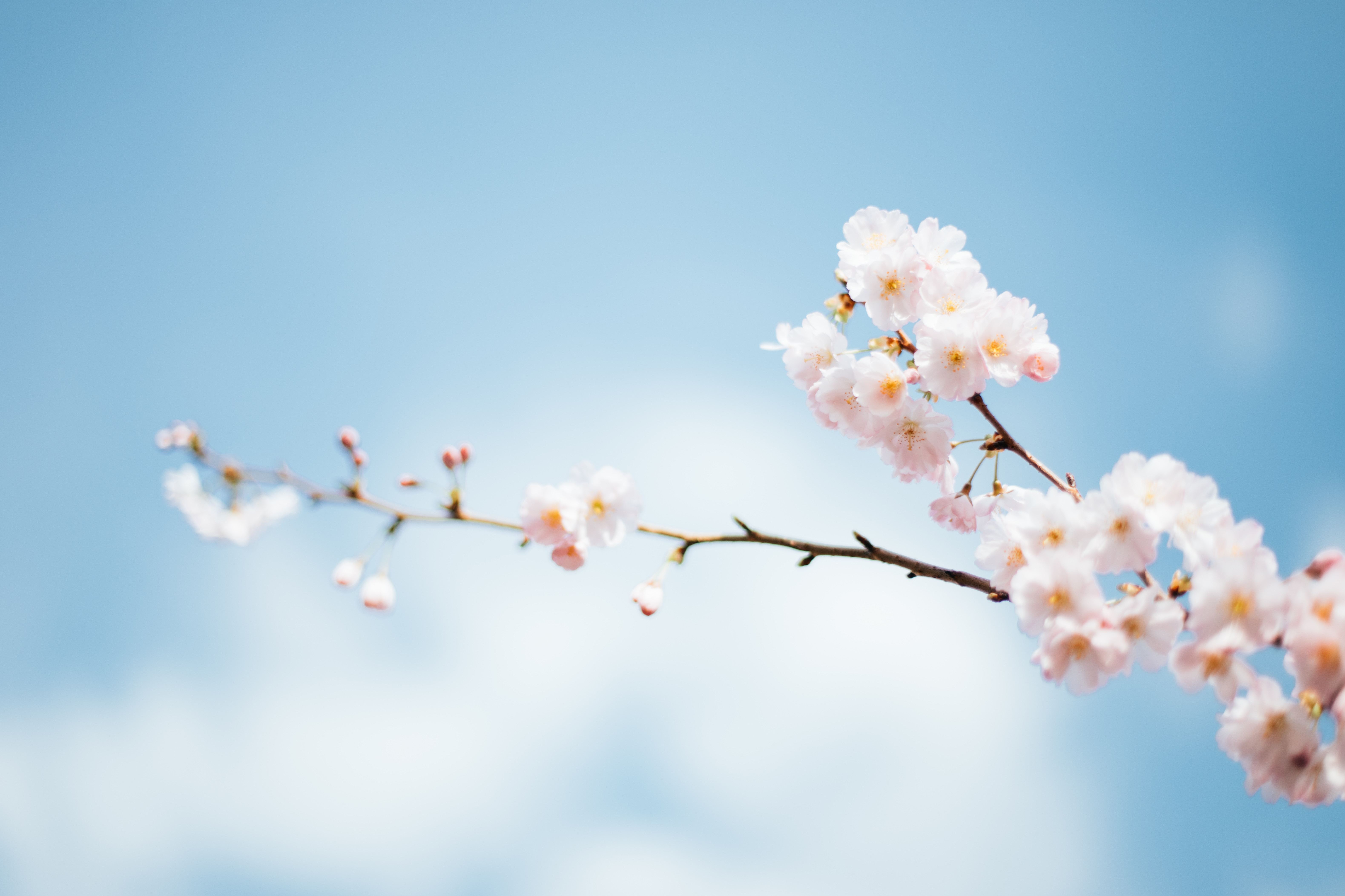 青空と桜の枝