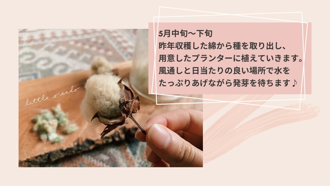 コットンが収穫できるまでの様子