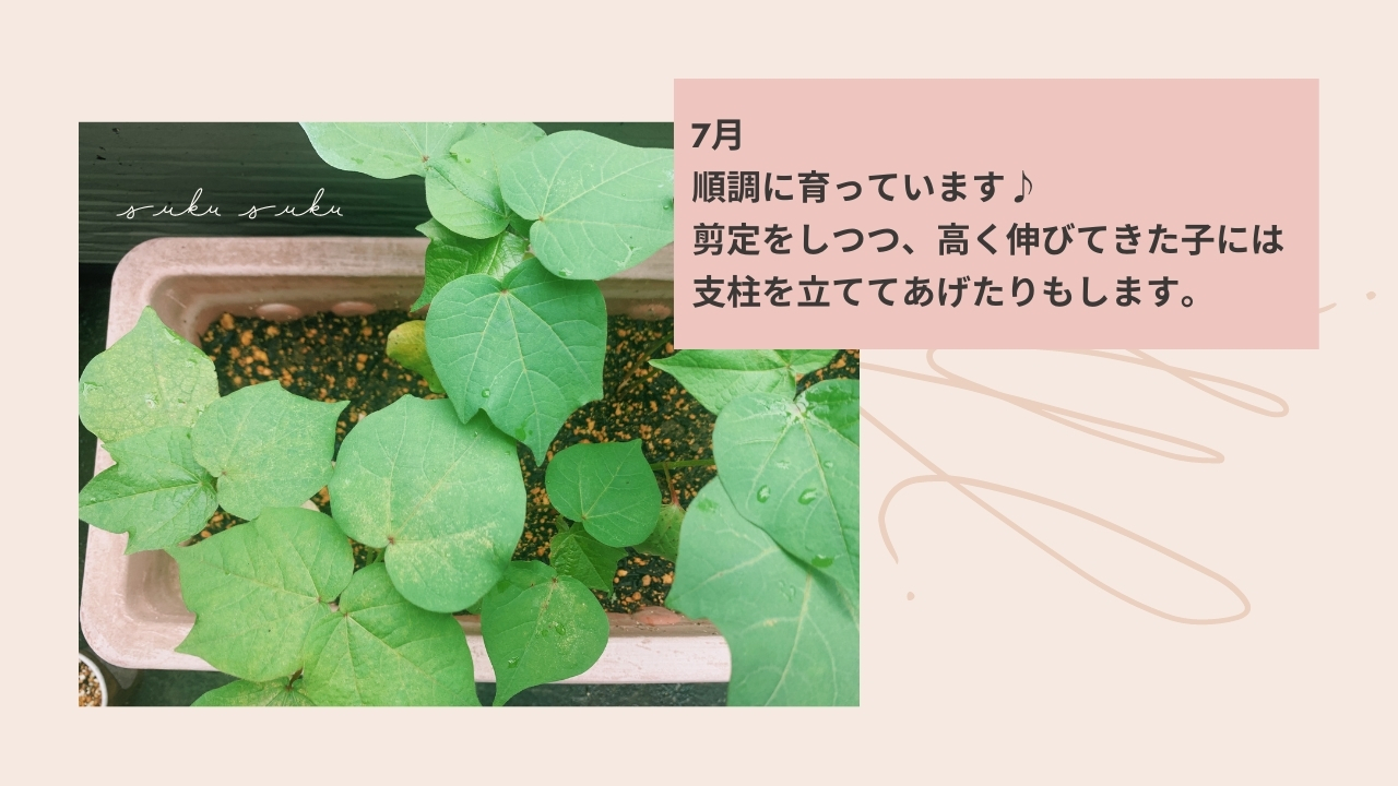 コットンが収穫できるまでの様子