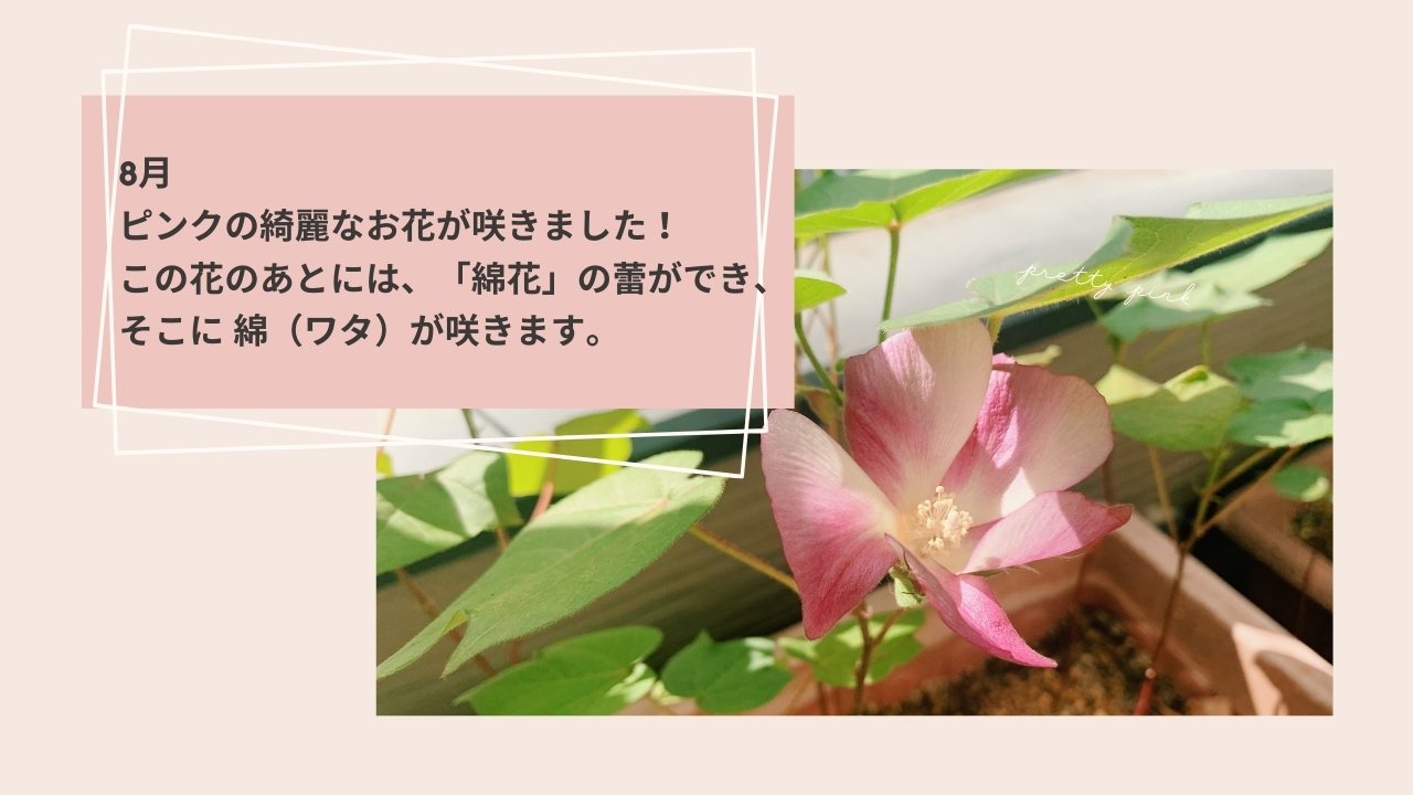 コットンが収穫できるまでの様子