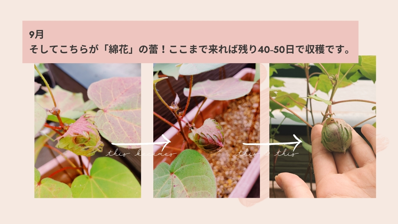 コットンが収穫できるまでの様子