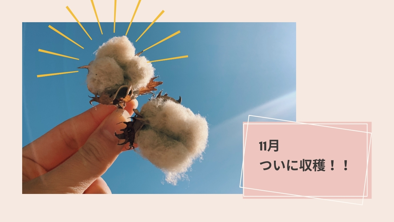 コットンが収穫できるまでの様子
