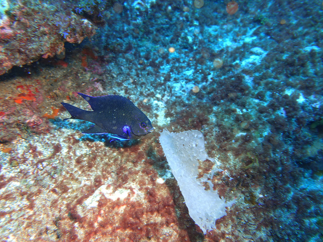 誤ってプラスチックゴミを食べようとする魚