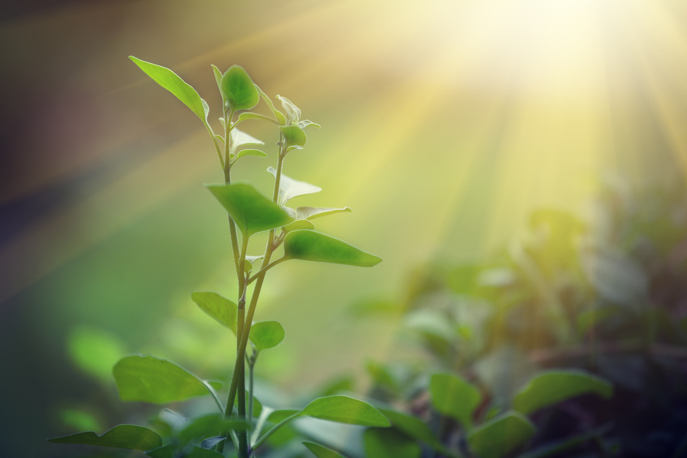 光が当たった植物の芽
